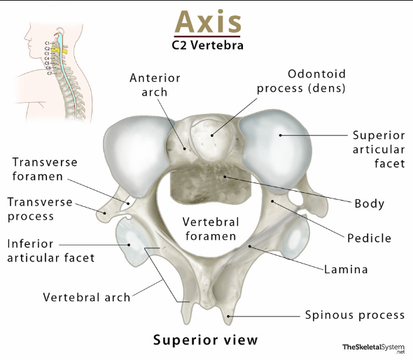 <p>Axis </p>