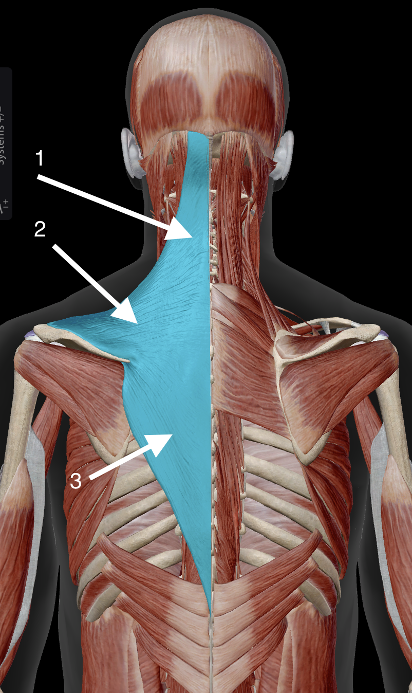 <p>3</p>
