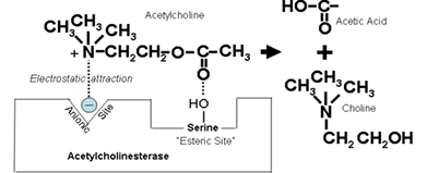 <p>Example of Hydrolases </p>