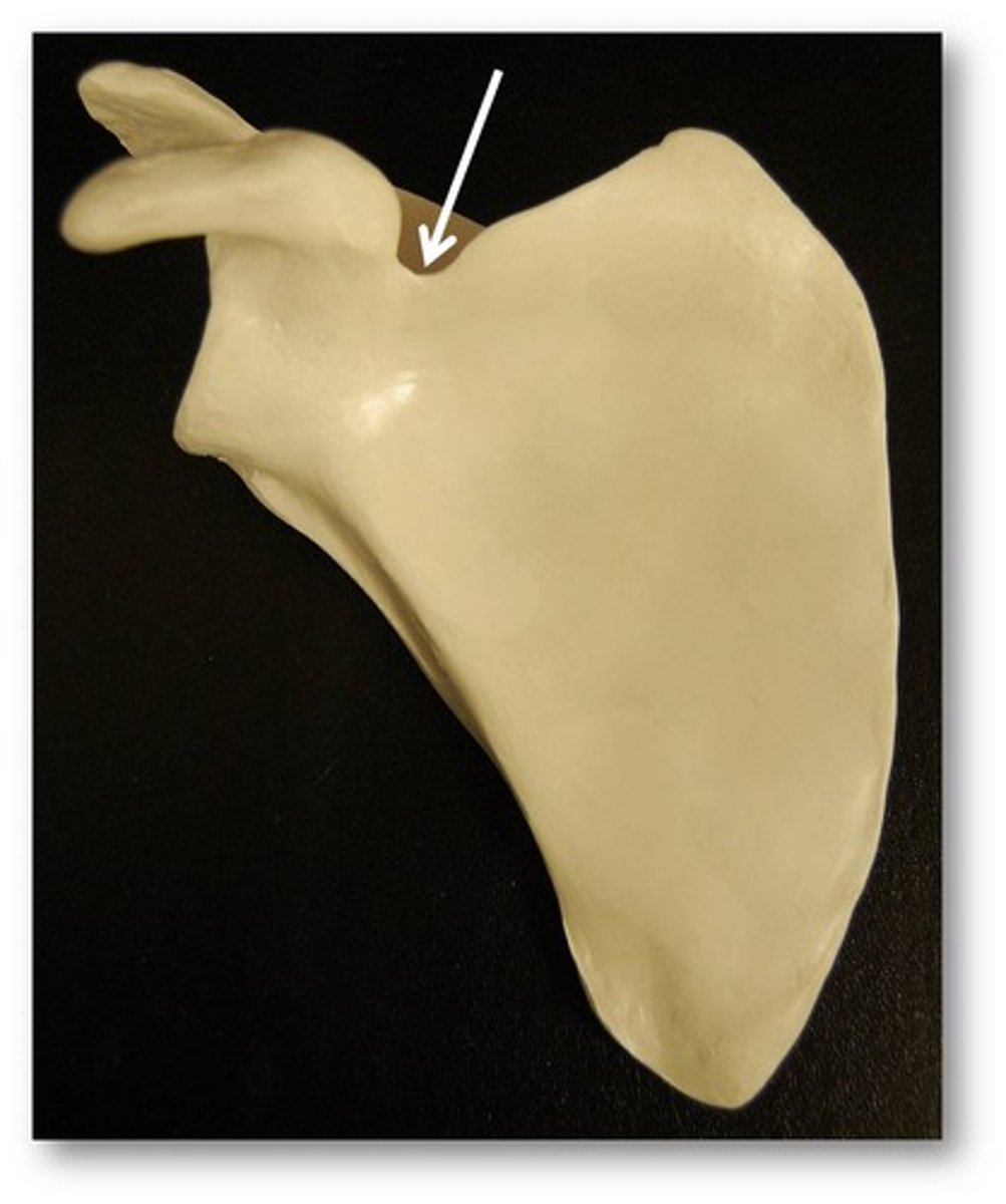 <p>BLANK of the scapula</p>