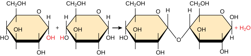 <p>Monomers are joined together through <strong>condensation reactions</strong>, forming covalent bonds and releasing <strong>water as a by-product</strong>. Repeated condensation reactions produce polymers such as <strong>polysaccharides, polypeptides and nucleic acids</strong>.</p>