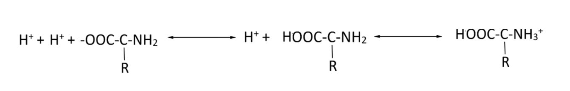 <p>What part of the protein buffering system is the most acidic?</p>