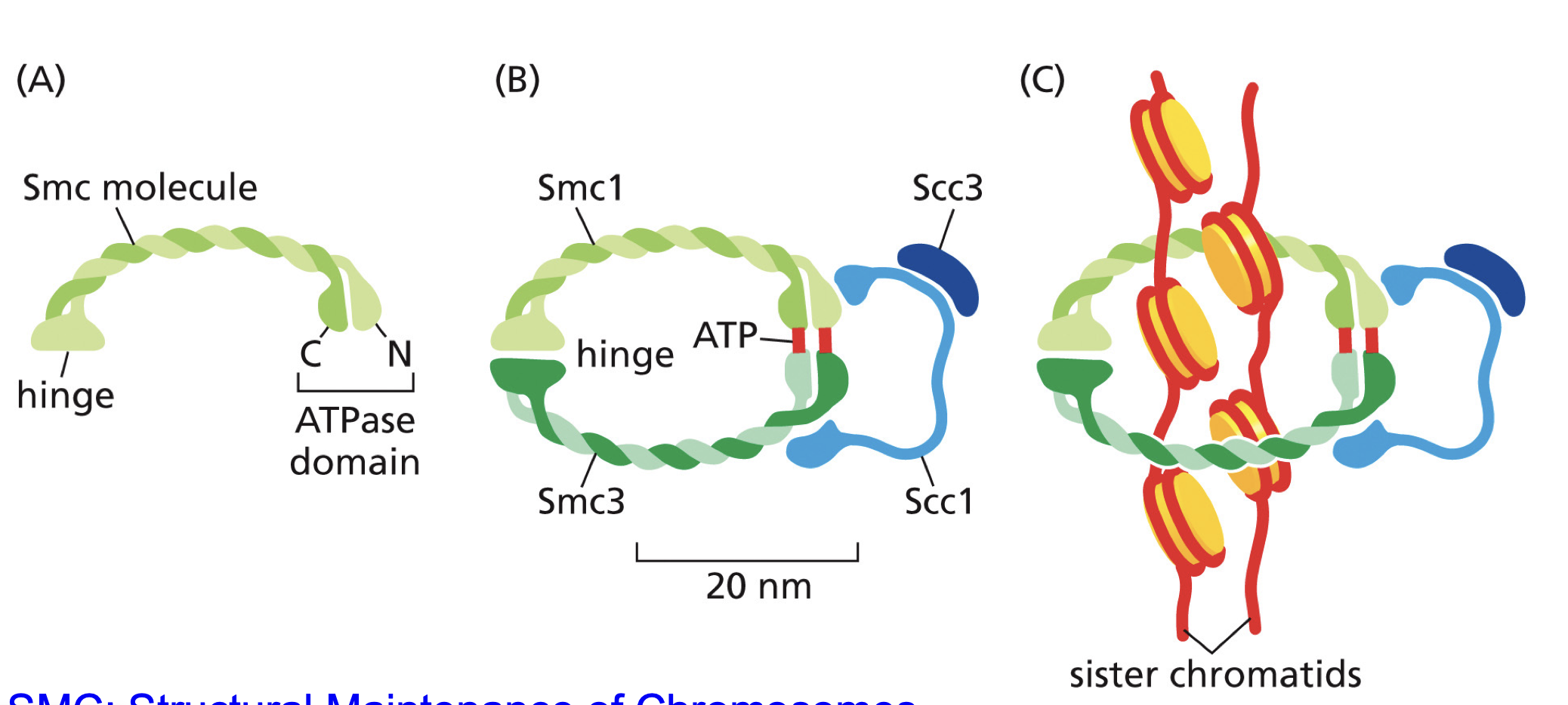 <p>Keep sister chromatids together,</p><p>For Anaphase needs to be broken down, so cell can pull chromosomes apart.</p>