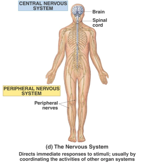 <p>Brain, spinal cord, nerves, sensory organs</p>
