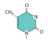 <p>A nitrogenous base that is a pyrimidine and bonds with adenine</p>