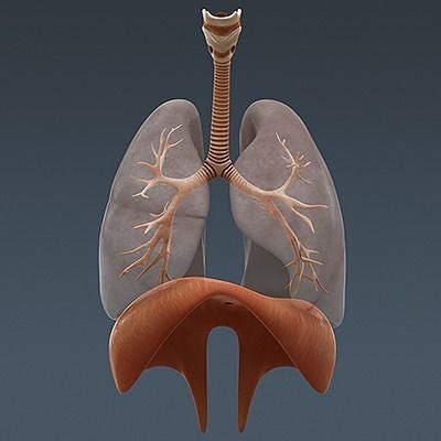 <p>The diaphragm contracts during inhalation to help expand the chest</p>