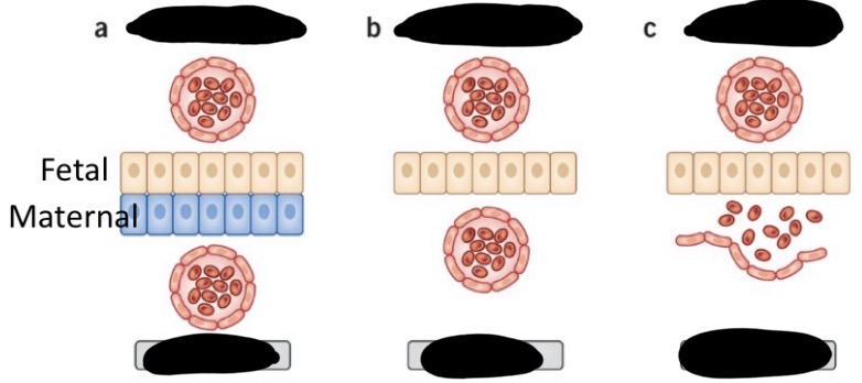 <p>What species have an endotheliochorial placenta</p>