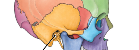 <p>External Auditory Meatus</p>