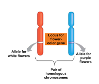 <p>dominant</p><p>recessive</p><p>codominant</p>