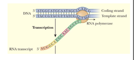 <ul><li><p class="Paragraph SCXW33772463 BCX8" style="text-align: left;"><span style="background-color: transparent; line-height: 20.925px;">DNA base pairs are temporarily separated by breaking the hydrogen bonds</span><span style="line-height: 20.925px;">&nbsp;</span></p></li></ul><ul><li><p class="Paragraph SCXW33772463 BCX8" style="text-align: left;"><span style="background-color: transparent; line-height: 20.925px;">Genetic sequence in DNA is read from beginning to end</span><span style="line-height: 20.925px;">&nbsp;</span></p></li></ul><ul><li><p class="Paragraph SCXW33772463 BCX8" style="text-align: left;"><span style="background-color: transparent; line-height: 20.925px;">As it is being read, a copy of that sequence is made using the rules of complementarity</span><span style="line-height: 20.925px;">&nbsp;</span></p></li></ul><p></p>