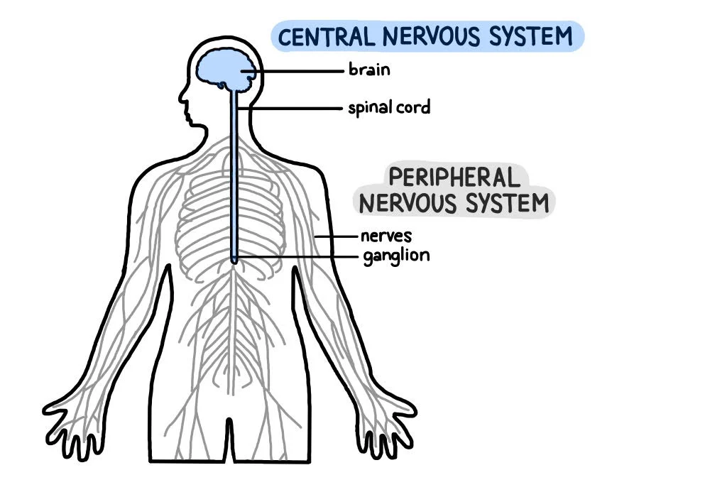 <p><strong><u>Central Nervous System (CNS)</u></strong> is the command center, consisting of the brain and spinal cord. re<span>sponsible for processing and interpreting sensory information, and it formulates responses that are sent out to the body</span></p><p class="wp-block-paragraph"><strong><u>Peripheral Nervous System (PNS) </u></strong>consists of all the cranial and spinal nerves that branch off from the CNS to the rest of the body. <span>includes all the nerves that branch out from the brain and spinal cord to the rest of the body. It serves as a communication relay between the CNS and the limbs and organs. The PNS itself is divided into two components: the somatic nervous system and the autonomic nervous system.</span></p><p class="wp-block-paragraph"></p>