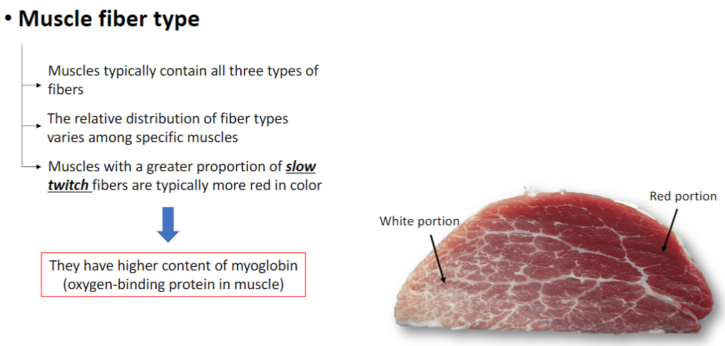 <p><strong>Mixed Fiber Composition</strong><br> Most muscles contain <strong>all three fiber types</strong><br> <strong>Relative distribution</strong> varies among <strong>specific muscles</strong></p><p><strong>Slow Twitch Fibers (Type I)</strong><br> Muscles with <strong>more slow twitch fibers</strong> appear <strong>red</strong><br> High <strong>myoglobin content</strong> (oxygen-binding protein)<br> Suited for <strong>endurance and continuous activity</strong></p><p><strong>Fast Twitch Fibers (Type II)</strong><br> Muscles with <strong>more fast twitch fibers</strong> appear <strong>white</strong><br> Lower <strong>myoglobin content</strong><br> Suited for <strong>short, intense bursts of activity</strong></p>