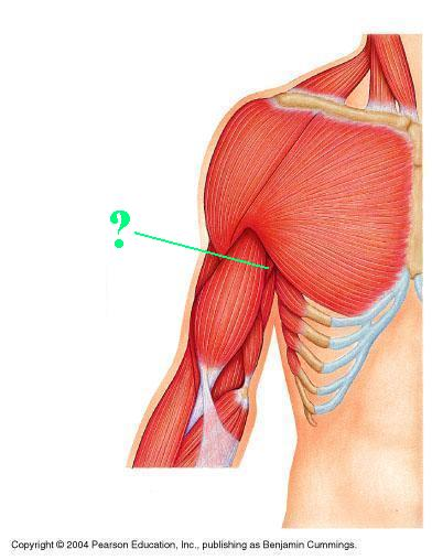 <p>Identify the indicated muscle</p>