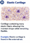 Cartilage containing many elastic fibers, allowing it to maintain shape while remaining flexible. Example: Elastic cartilage is found in the external ear.