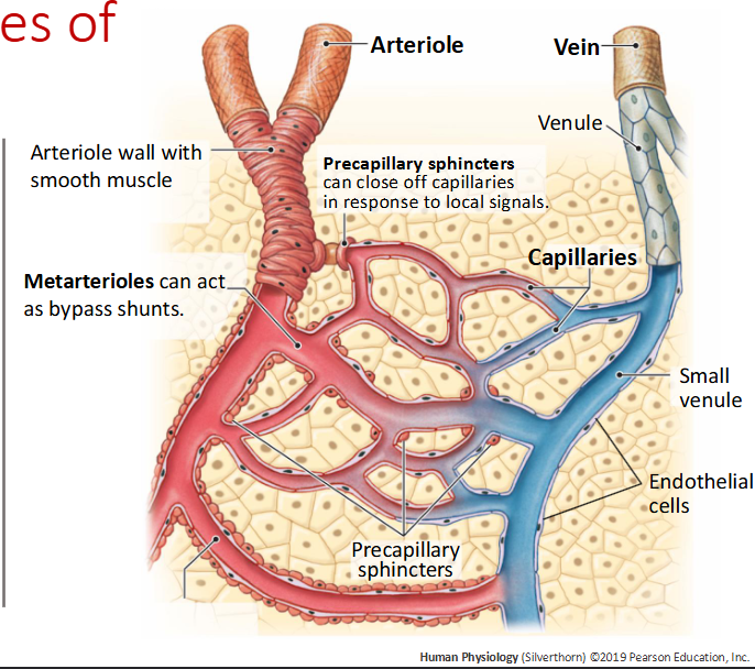 <p>Receive blood from capillary bed (convergent pattern of flow)</p>