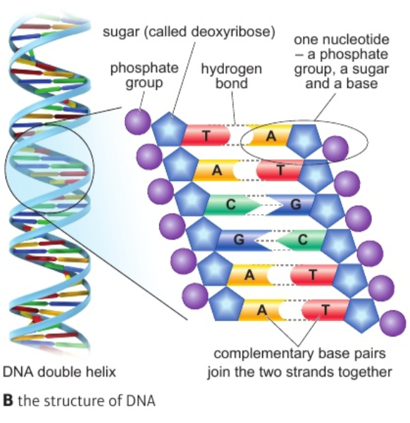 <p>Not a question but here is the structure of DNA as an image, hopefully if this comes up enough something will stick. This means you actually have to look thoroughly at it. Every single time. (answer = structure of DNA)</p>