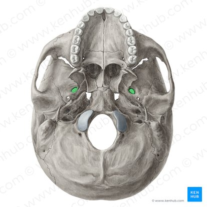 <p>sphenoid bone</p>