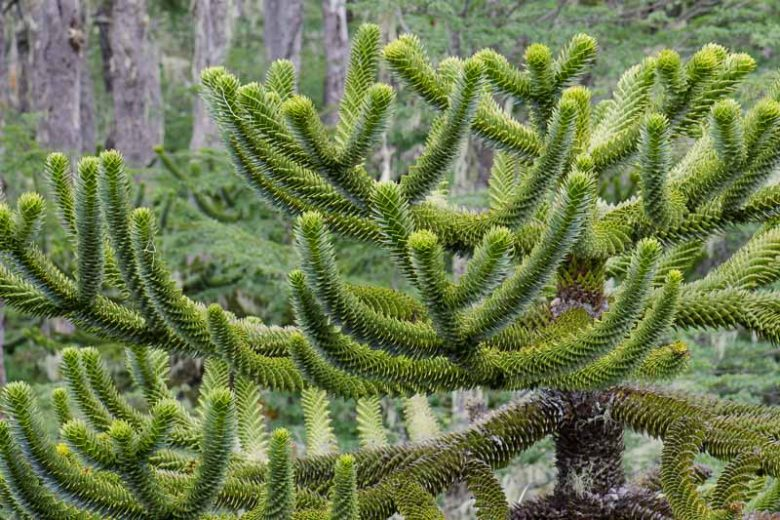 <p><em>Araucaria araucana</em></p><p>Foliage: leaves v sharp, rigid, triangular; base of leaves clasp stem and are visible lines of stomata beneath </p><p>Reproduction: can be monoecious or diecious</p><ul><li><p>seed cones are 10-18cm long and disintegrate at maturity and pollen cones are fairly large too (7-15cm)</p></li></ul><p></p>