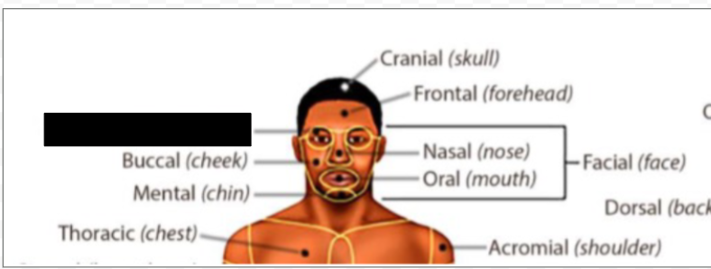 <p>what anatomical region is this?</p>
