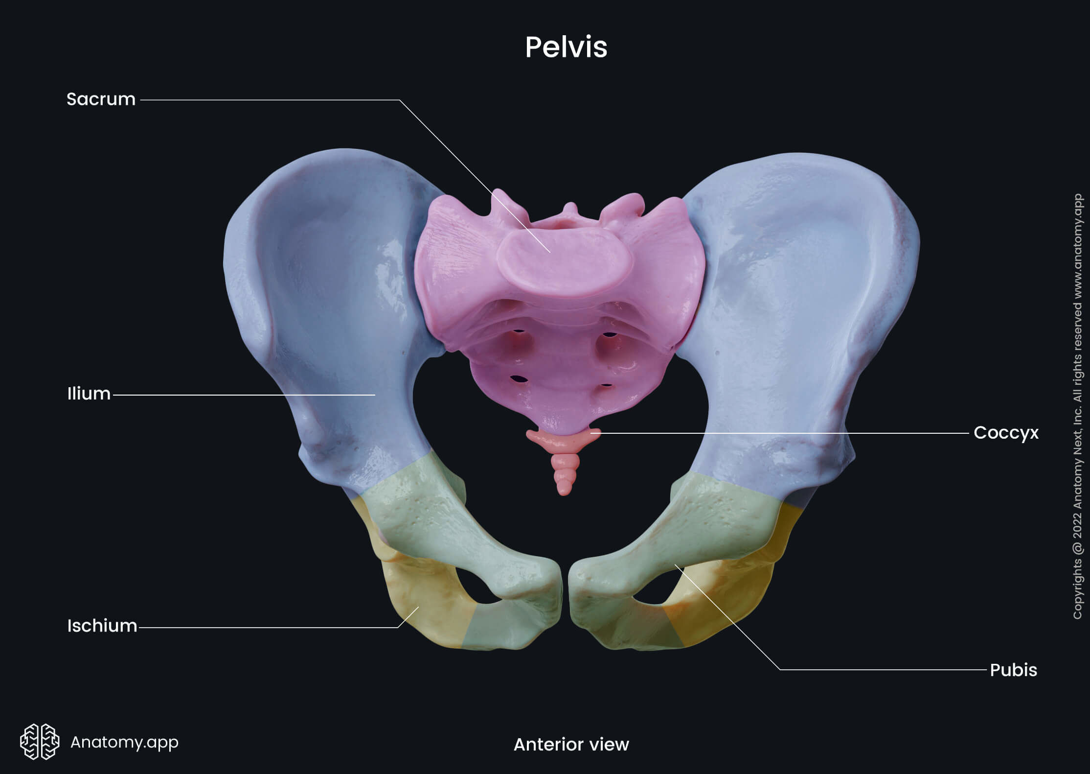 <p>Iliac crests, ischia, pubic bones, and sacrum</p>