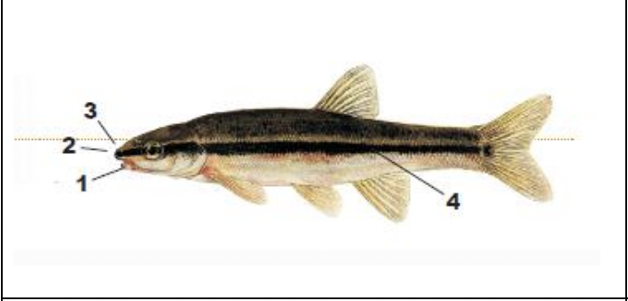 <p>1) thin barbel in corner of the mouth</p><p>2) no groove separating the snout from the upper lift</p><p>3) pointed snout slightly overhands mouth</p><p>4) stripe along side, through eye, and onto snout</p>