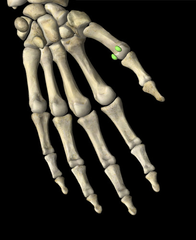 <p>What bone is pictured?</p>