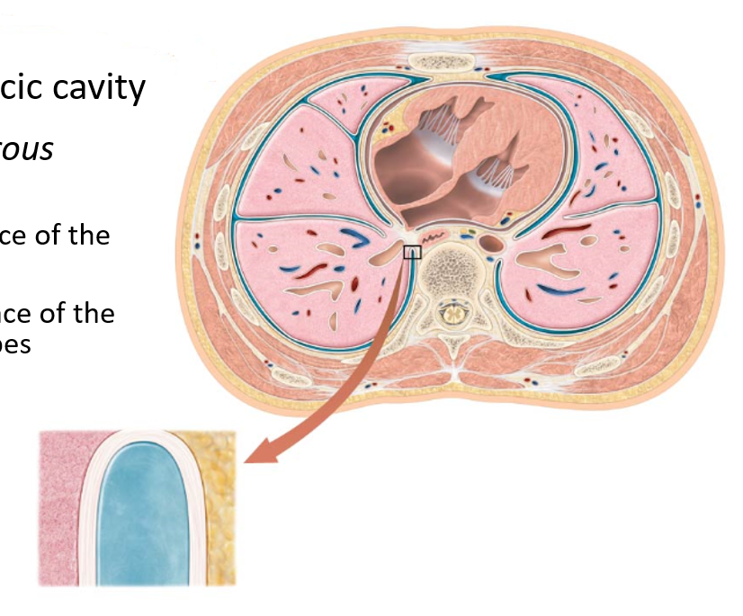 <p>Subdivision of the thoracic cavity located between two layers of serous membrane containing the lungs: the parietal &amp; visceral pleura.</p>