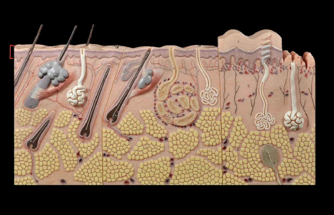 <p>What layer is this?</p>
