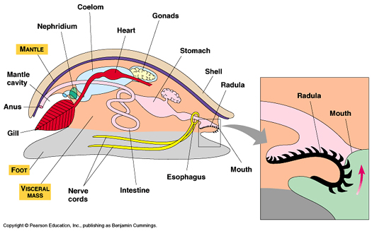 <p>Triploblastic animals with bilateral symmetry</p><p>Blastopore becoming a mouth</p><p>Showing growth by incremental additions to the body (without having to shed to grow)</p>