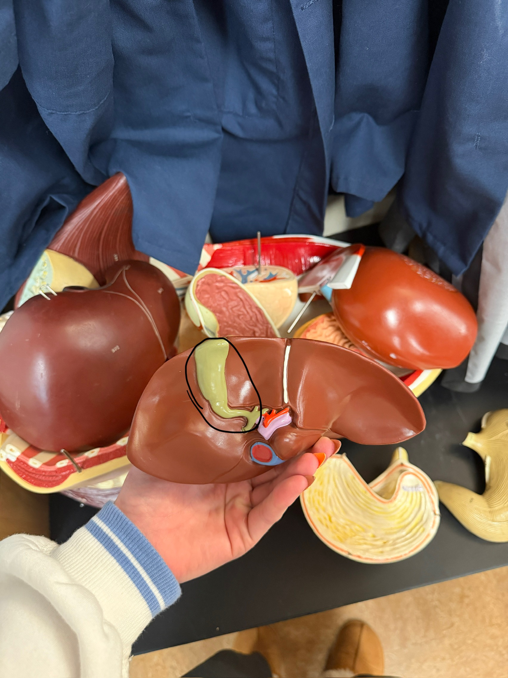 <p>name this organ</p>