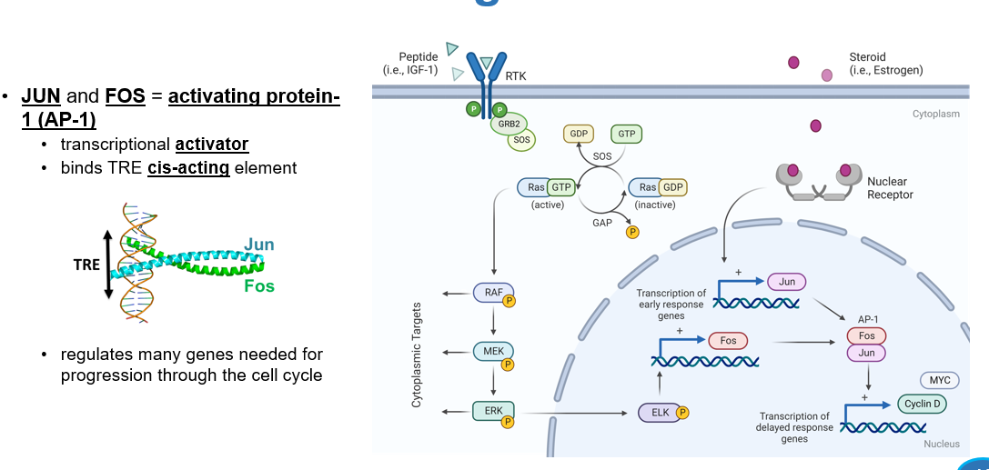 <p>JUN and FOS are activating protein- 1, what is their significance?</p>