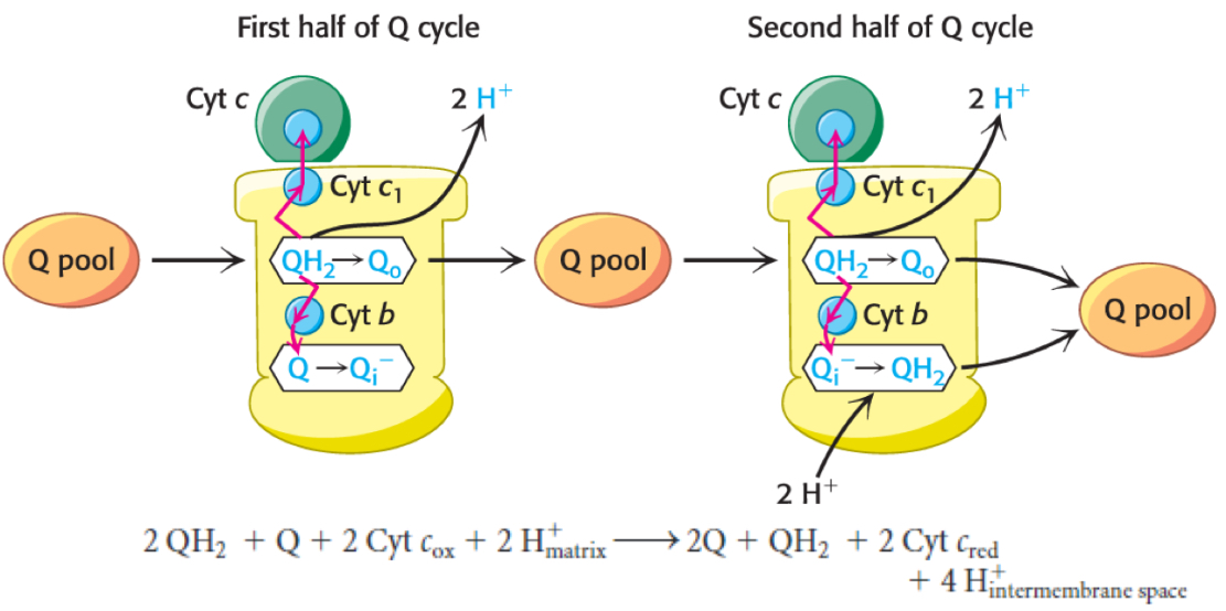 <ul><li><p>Two QH<sub>2</sub> required per cycle</p></li><li><p>QH<sub>2</sub> is oxidized, releasing two H+ and two e-; one e- travels to cytochrome c and continues along ETC</p></li><li><p>simultaneously, the other e- piles onto Q in Complex III, forming semiquinone Q.-</p></li><li><p>Semiquinone needs a second e- to become fully reduced to QH<sub>2</sub>, which is provided when the second QH<sub>2</sub> enters and becomes oxidized, passing one e- to cytochrome c and the other to semiquinone, forming QH<sub>2</sub> that enters the Q pool</p></li><li><p>2 QH<sub>2</sub> + 2 cytochrome c<sub>ox</sub> → 2 cytochrom c<sub>red</sub> + 1 QH<sub>2</sub> + 4 H+</p></li></ul><p></p>