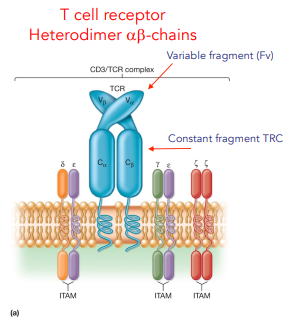 <p><strong><u>2 chains α &amp; β, each chain has 2 domains</u></strong></p><ul><li><p>proximal = constant</p></li><li><p>distal = variable (binding)</p></li></ul><p></p>