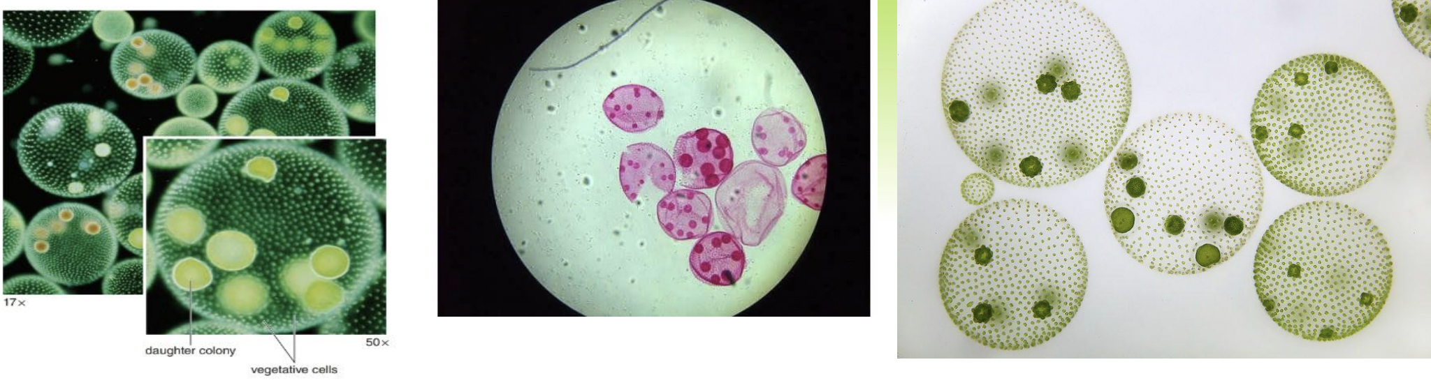 <p>type of chlorophyte green algae </p><ul><li><p>a hollow sphere with thousands of cells arranged in a single layer surrounding a watery interior</p></li><li><p>Cells move the colony by coordinating movement of their flagella</p></li><li><p>Some<em> </em>cells are specialized for reproduction and divide to produce a daughter colony within the parental colony</p></li></ul><p></p>