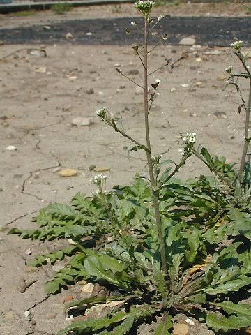 <p>Capsella bursa-pastoris light preference </p>