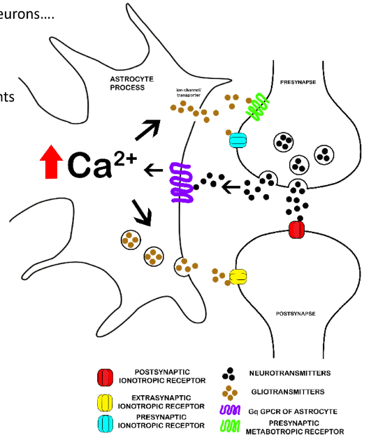 <p><strong>tripartite synapse</strong>: pre-, post-, astrocytes</p><ul><li><p>(neuro)transmitters & (neuro)modulators from pre- cells can <u>act on Rs on astrocytes & post- cells</u></p></li><li><p>(neuro)transmitters & (neuro)modulators are <u>released from astrocytes & pre- terminals</u></p></li></ul><p></p>