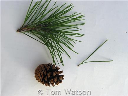<p>Needles in clusters of two. </p>