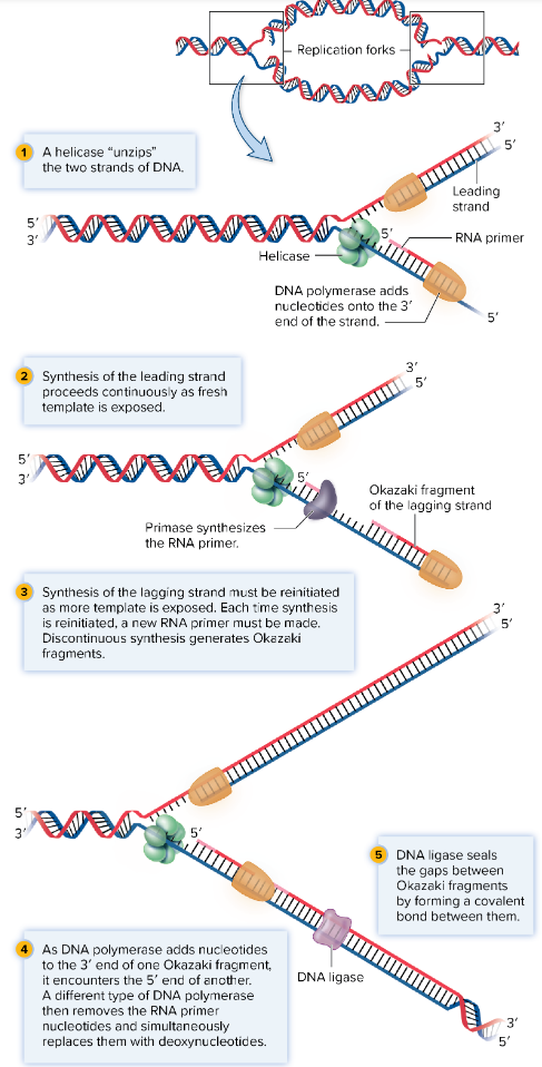 <p>process of dna replication </p>