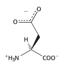 <p>negatively charged at physical pH</p>