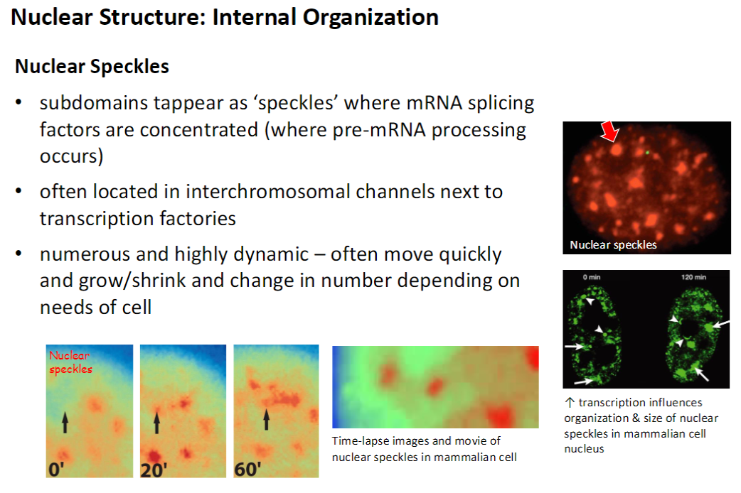<p><strong>Definition &amp; Function</strong><br> <strong>Subdomains</strong> appearing as <strong>‘speckles’</strong> where <strong>mRNA splicing factors</strong> are concentrated<br> <strong>Site of pre-mRNA processing</strong></p><p><strong>Location</strong><br> Often found in <strong>interchromosomal channels</strong> near <strong>transcription factories</strong></p><p><strong>Dynamics</strong><br> <strong>Numerous and highly dynamic</strong> – move, grow/shrink, and change number based on <strong>cellular needs</strong><br> <strong>Increased transcription</strong> affects <strong>organization and size</strong> of speckles in mammalian cells</p><p><strong>Key Point</strong><br> <strong>Nuclear speckles</strong> organize <strong>splicing machinery</strong> and adapt dynamically to support <strong>gene expression</strong></p>