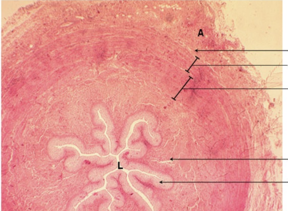 <p>what organ histology</p>