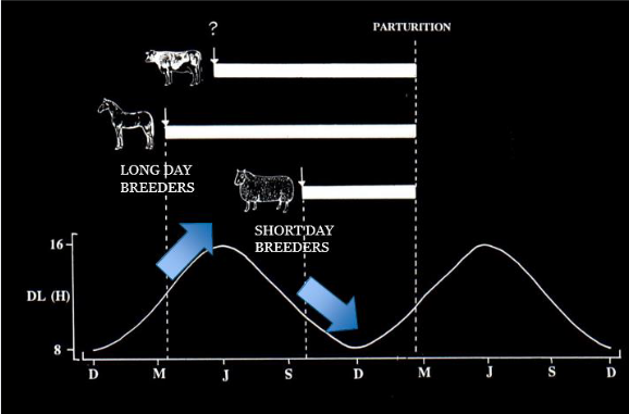 <p>horses-long day breeders</p><p>sheep-short day breeders</p><p>cows-non-seasonal</p><p>Y-axis: Day length (hours)</p><p>X-axis: Months of year, December (winter), March (spring), June (summer), September(autumn)</p><p><span data-name="horse_face" data-type="emoji">🐴</span> Horses: Long-Day Breeders</p><ul><li><p><span><strong>Breeding Season</strong>: Spring and summer (increasing day length).</span></p></li><li><p><span><strong>Gestation</strong>: Lasts 11 months.</span></p></li><li><p><span><strong>Timing</strong>: They conceive in the spring to give birth the following spring.</span></p></li></ul><p></p><p><span data-name="ewe" data-type="emoji">🐑</span> Sheep: Short-Day Breeders</p><ul><li><p><span><strong>Breeding Season</strong>: Autumn and winter (decreasing day length).</span></p></li><li><p><span><strong>Gestation</strong>: Lasts 5 months.</span></p></li><li><p><span><strong>Timing</strong>: They conceive in the autumn to give birth the following spring.</span></p></li></ul><p></p><p><span data-name="cow" data-type="emoji">🐮</span> Cows: Non-Seasonal Breeders</p><ul><li><p><span><strong>Breeding Season</strong>: Year-round (not dependent on photoperiod).</span></p></li><li><p><span><strong>Gestation</strong>: Lasts 9 months.</span></p></li><li><p><span><strong>The Question Mark</strong>: They can breed at any time of year, but the graph shows a June conception purely to align with a spring birth.</span></p></li></ul><p></p>