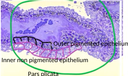 <p>includes blood vessels  (dark blue) and melanocytes</p>