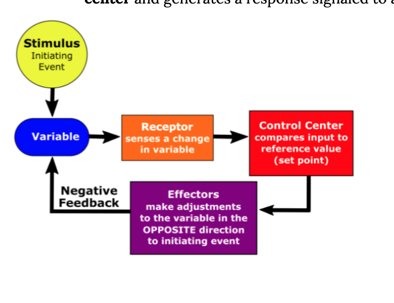 <p>stimulus, variable, receptor, control center, effector (back to variable)</p>