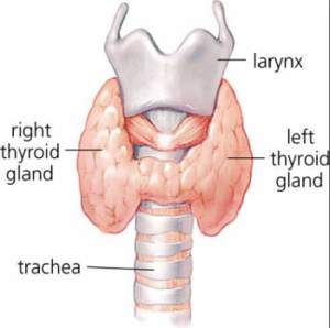 <p>Over trachea, caudal to/level of larynx (two lobes)</p><p>Made of follicles, within connective tissue capsule</p>