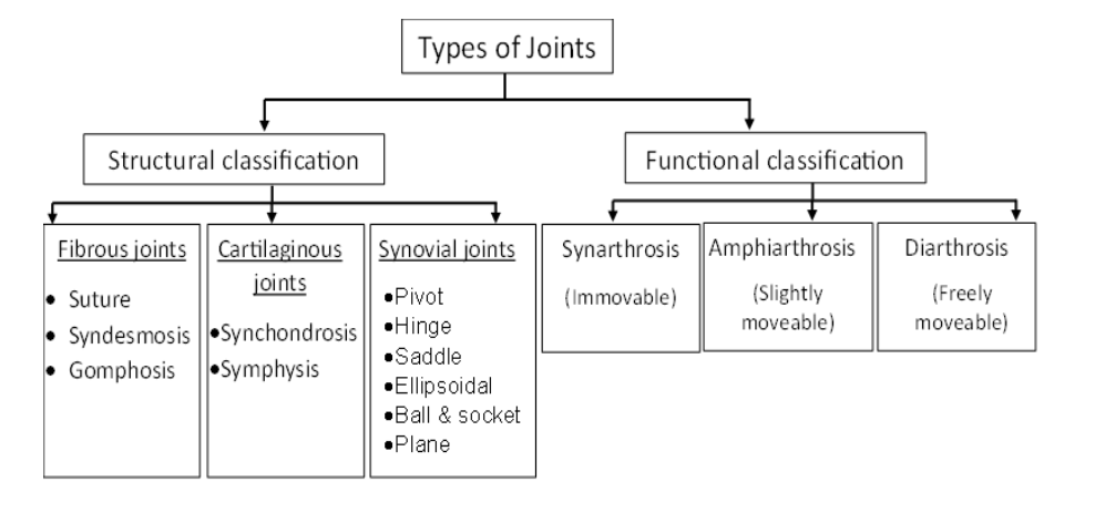 <p>Structural Classification of Joints</p>