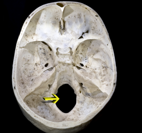 <p>Round or oval opening through a bone</p>