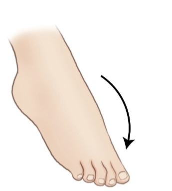 <p>what is the movement where the angle toward the plantar surface is decreased, moving the foot and toes upward?</p>
