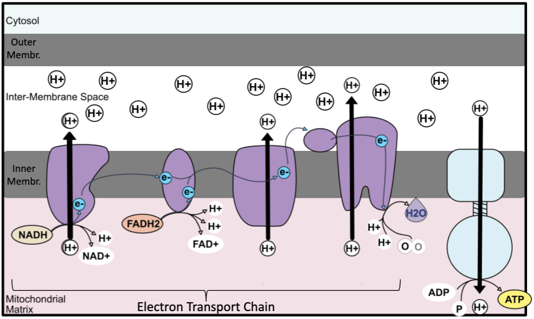 <ol><li><p>NADH and FADH2 donate electrons to the ETC on the inner mitochondrial membrane </p></li><li><p>electrons travel down an electron transport chain releasing energy to pump H+ into the inner membrane space, building a proton gradient </p></li><li><p>oxygen (1/2 of an O2 molecule) is the final electron acceptor → forms water </p></li><li><p>protons flow down gradient through ATP synthase rotor, from high to low concentration, proton flow drives rotation in ATP synthase and converts ADP + Pi to ATP</p></li></ol><p></p>