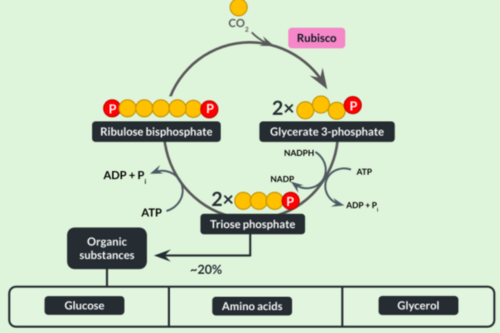 <p>1. CO₂ reacts with ribulose bisphosphate (RuBP - 5C)<br>○ Catalysed by enzyme rubisco<br>2. Forming 2x glycerate 3-phosphate (GP) molecules<br>3. GP reduced to triose phosphate (TP)<br>○ Using products from LDR - reduced NADP (NADPH) and energy from hydrolysis of ATP<br>4. ⅚ TP used to regenerate RuBP in the Calvin cycle (using energy from ATP)<br>5. ⅙ TP converted to useful organic substances (e.g. glucose, amino acids, glycerol)</p>